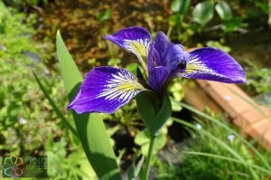 Iris germanica (2).jpg_product